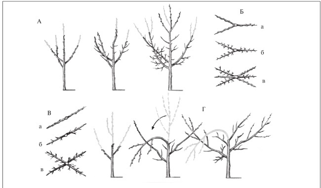 Иллюстрация к книге — Формирование и обрезка садовых деревьев [i_170.jpg]
