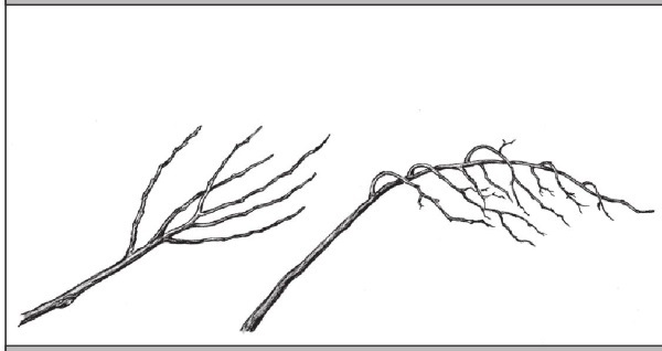 Иллюстрация к книге — Формирование и обрезка садовых деревьев [i_172.jpg]