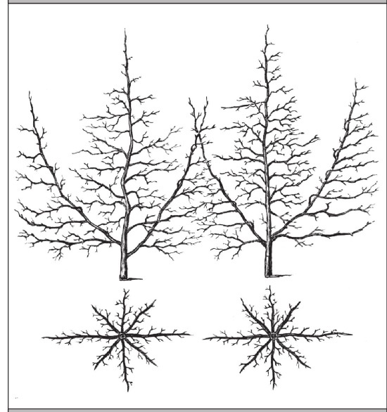 Иллюстрация к книге — Формирование и обрезка садовых деревьев [i_173.jpg]