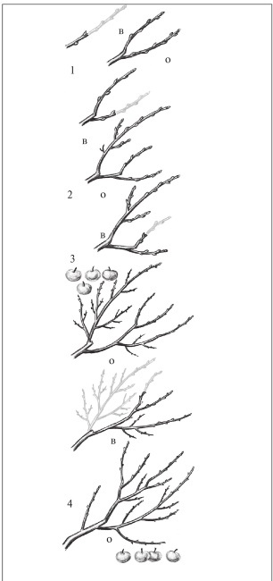 Иллюстрация к книге — Формирование и обрезка садовых деревьев [i_175.jpg]