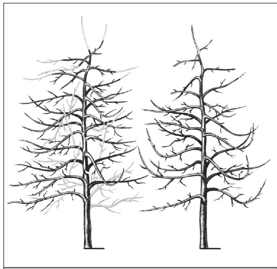 Иллюстрация к книге — Формирование и обрезка садовых деревьев [i_178.jpg]