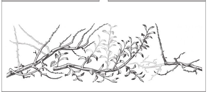 Иллюстрация к книге — Формирование и обрезка садовых деревьев [i_179.jpg]