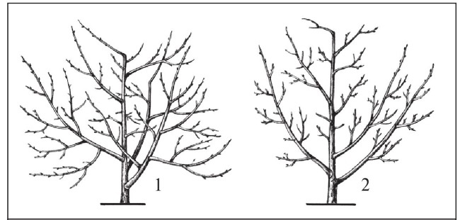 Иллюстрация к книге — Формирование и обрезка садовых деревьев [i_182.jpg]