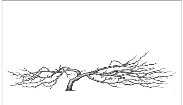 Иллюстрация к книге — Формирование и обрезка садовых деревьев [i_185.jpg]