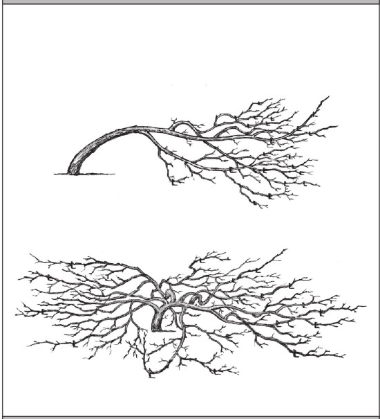 Иллюстрация к книге — Формирование и обрезка садовых деревьев [i_186.jpg]