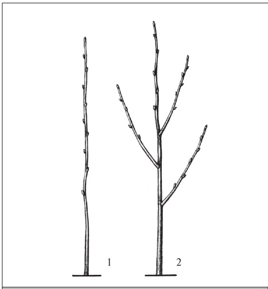 Иллюстрация к книге — Формирование и обрезка садовых деревьев [i_188.jpg]