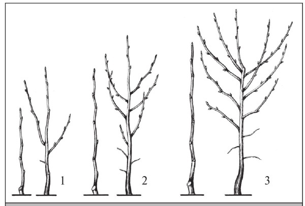 Иллюстрация к книге — Формирование и обрезка садовых деревьев [i_190.jpg]