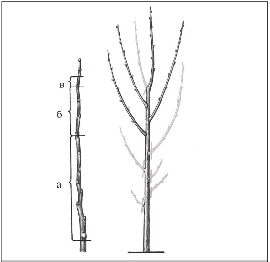 Иллюстрация к книге — Формирование и обрезка садовых деревьев [i_191.jpg]