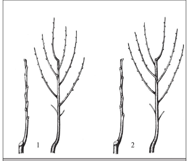 Иллюстрация к книге — Формирование и обрезка садовых деревьев [i_192.jpg]