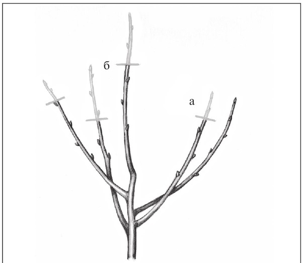 Иллюстрация к книге — Формирование и обрезка садовых деревьев [i_198.jpg]