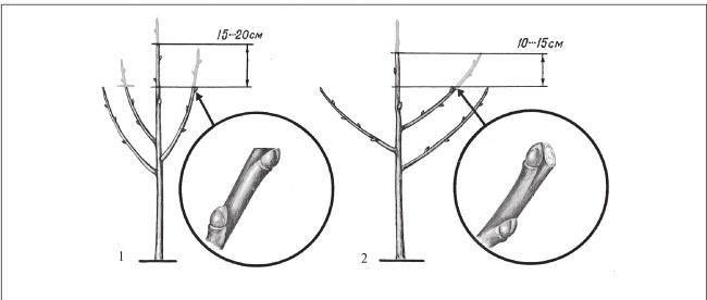 Иллюстрация к книге — Формирование и обрезка садовых деревьев [i_199.jpg]