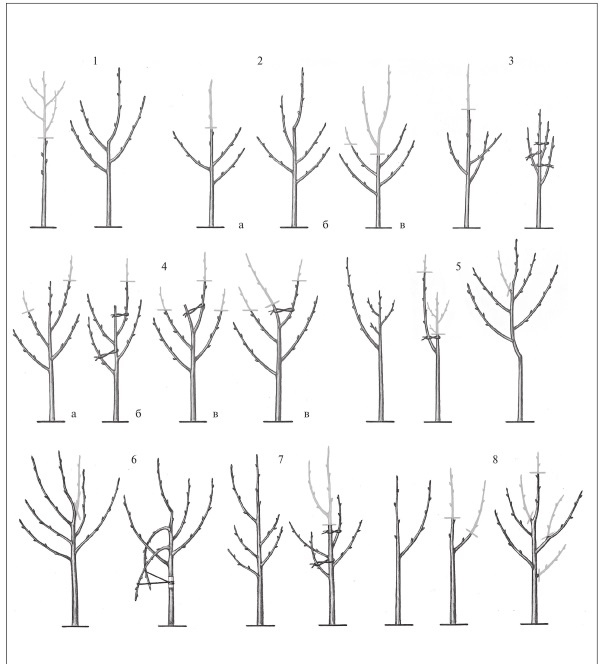 Иллюстрация к книге — Формирование и обрезка садовых деревьев [i_200.jpg]