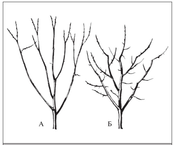 Иллюстрация к книге — Формирование и обрезка садовых деревьев [i_201.jpg]