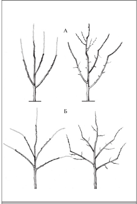 Иллюстрация к книге — Формирование и обрезка садовых деревьев [i_202.jpg]