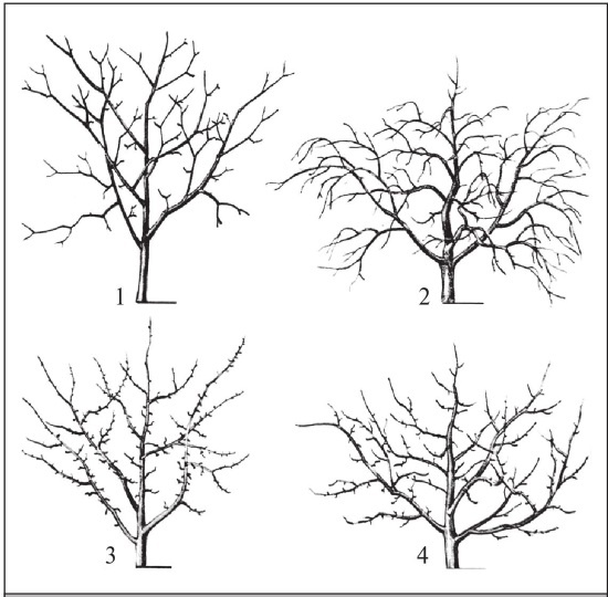 Иллюстрация к книге — Формирование и обрезка садовых деревьев [i_203.jpg]