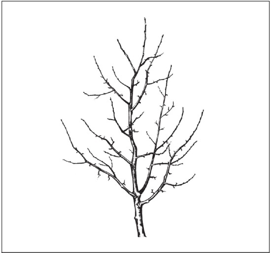 Иллюстрация к книге — Формирование и обрезка садовых деревьев [i_205.jpg]