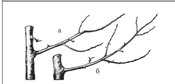 Иллюстрация к книге — Формирование и обрезка садовых деревьев [i_207.jpg]