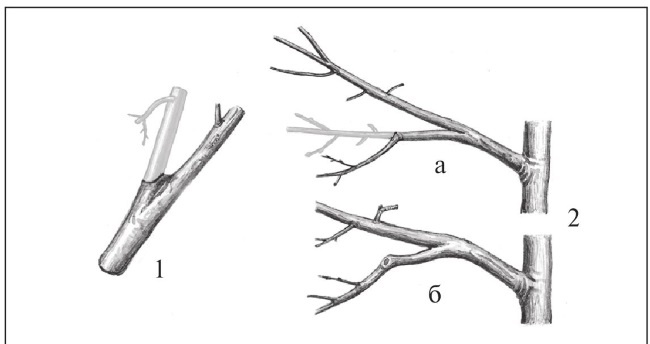 Иллюстрация к книге — Формирование и обрезка садовых деревьев [i_210.jpg]