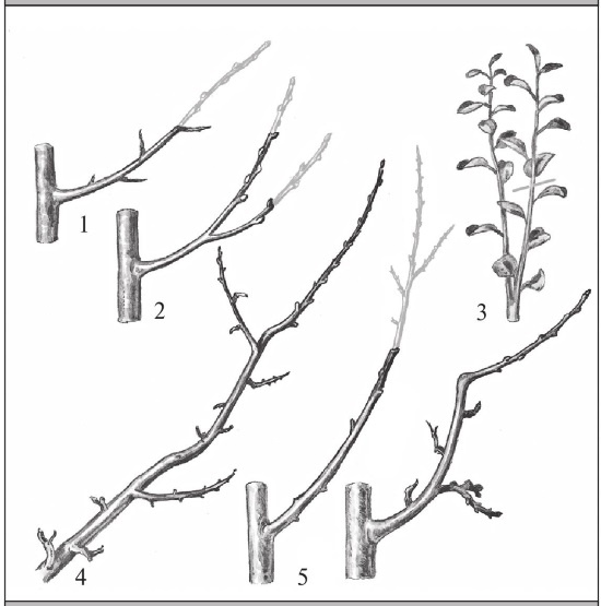 Иллюстрация к книге — Формирование и обрезка садовых деревьев [i_211.jpg]