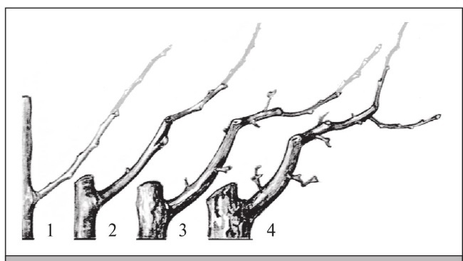 Иллюстрация к книге — Формирование и обрезка садовых деревьев [i_213.jpg]
