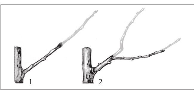 Иллюстрация к книге — Формирование и обрезка садовых деревьев [i_215.jpg]