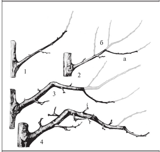 Иллюстрация к книге — Формирование и обрезка садовых деревьев [i_217.jpg]