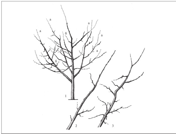 Иллюстрация к книге — Формирование и обрезка садовых деревьев [i_220.jpg]