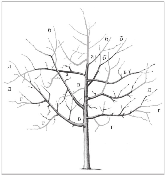 Иллюстрация к книге — Формирование и обрезка садовых деревьев [i_223.jpg]