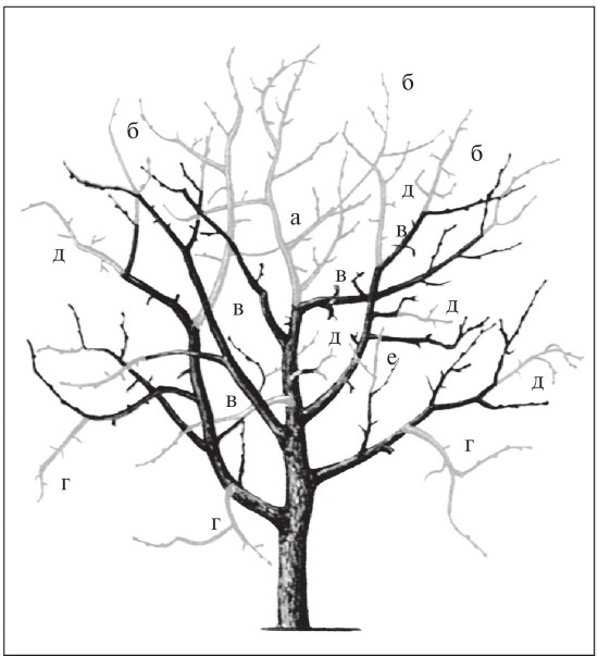 Иллюстрация к книге — Формирование и обрезка садовых деревьев [i_226.jpg]