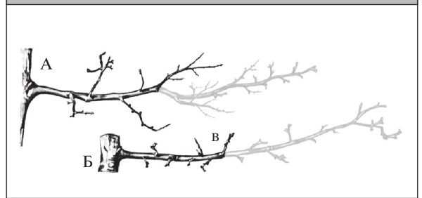 Иллюстрация к книге — Формирование и обрезка садовых деревьев [i_227.jpg]
