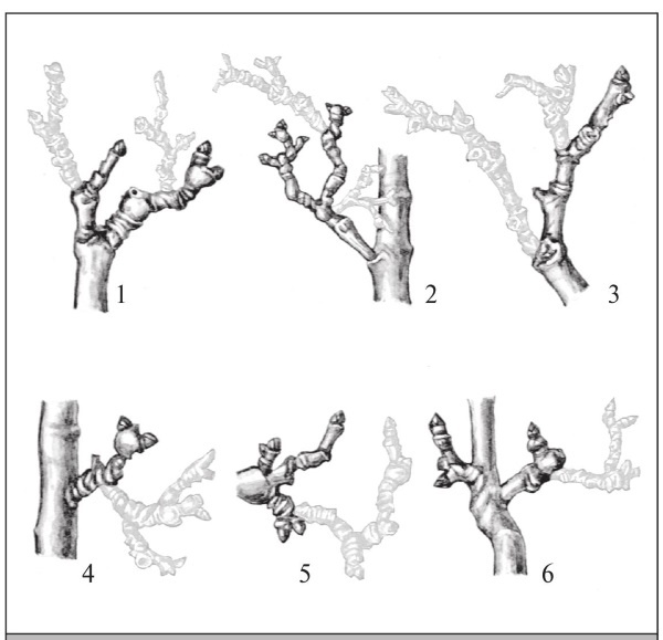 Иллюстрация к книге — Формирование и обрезка садовых деревьев [i_229.jpg]