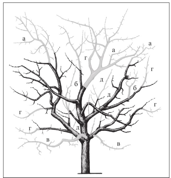 Иллюстрация к книге — Формирование и обрезка садовых деревьев [i_231.jpg]