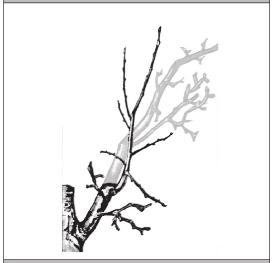 Иллюстрация к книге — Формирование и обрезка садовых деревьев [i_234.jpg]