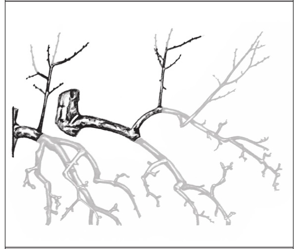 Иллюстрация к книге — Формирование и обрезка садовых деревьев [i_235.jpg]