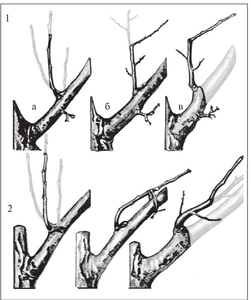 Иллюстрация к книге — Формирование и обрезка садовых деревьев [i_236.jpg]