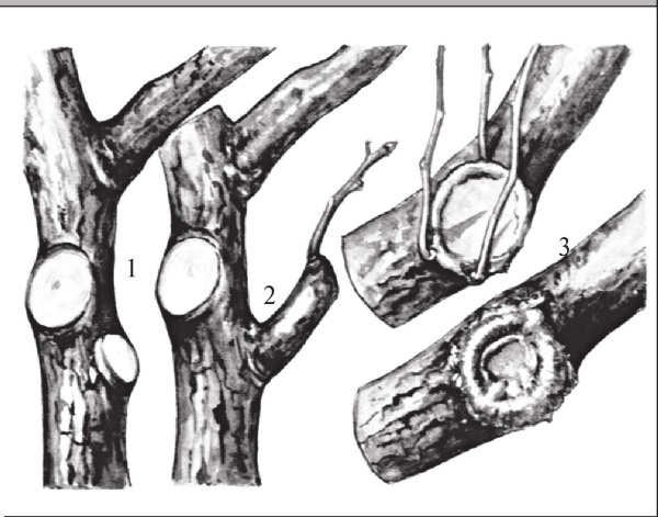 Иллюстрация к книге — Формирование и обрезка садовых деревьев [i_240.jpg]