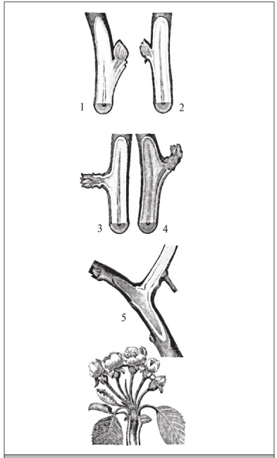 Иллюстрация к книге — Формирование и обрезка садовых деревьев [i_241.jpg]