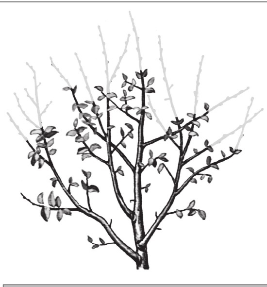 Иллюстрация к книге — Формирование и обрезка садовых деревьев [i_245.jpg]