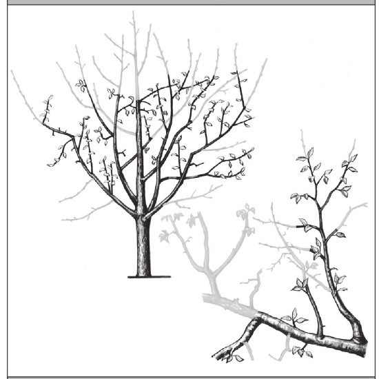 Иллюстрация к книге — Формирование и обрезка садовых деревьев [i_248.jpg]