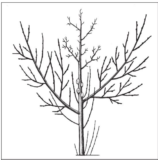 Иллюстрация к книге — Формирование и обрезка садовых деревьев [i_249.jpg]