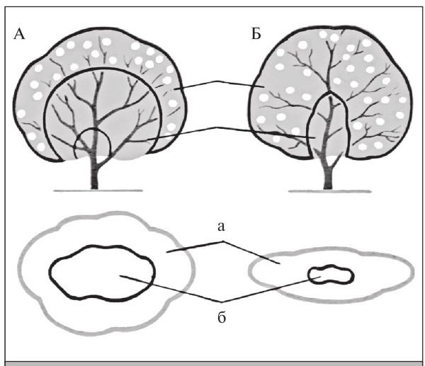 Иллюстрация к книге — Формирование и обрезка садовых деревьев [i_250.jpg]