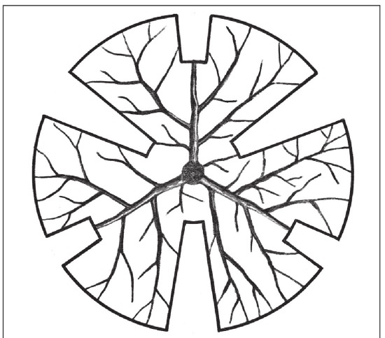 Иллюстрация к книге — Формирование и обрезка садовых деревьев [i_254.jpg]