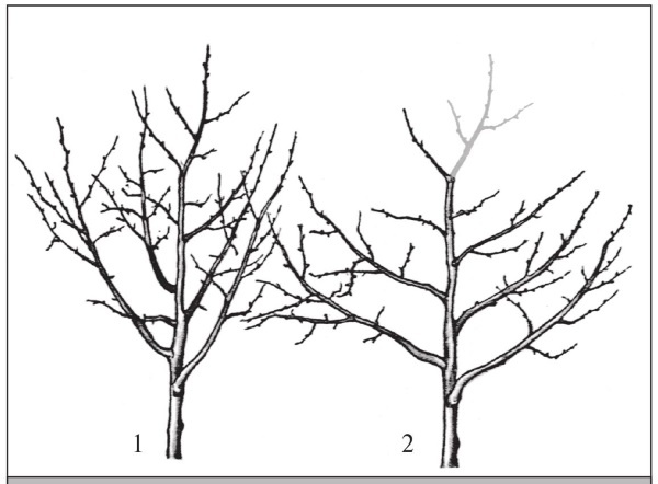 Иллюстрация к книге — Формирование и обрезка садовых деревьев [i_255.jpg]