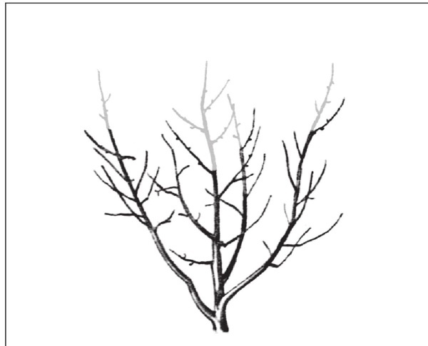 Иллюстрация к книге — Формирование и обрезка садовых деревьев [i_256.jpg]