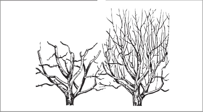 Иллюстрация к книге — Формирование и обрезка садовых деревьев [i_258.jpg]