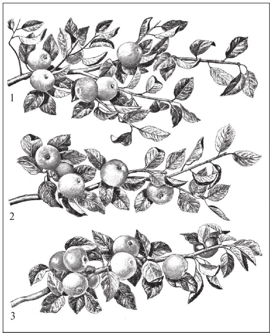 Иллюстрация к книге — Формирование и обрезка садовых деревьев [i_260.jpg]