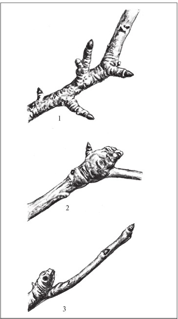 Иллюстрация к книге — Формирование и обрезка садовых деревьев [i_261.jpg]