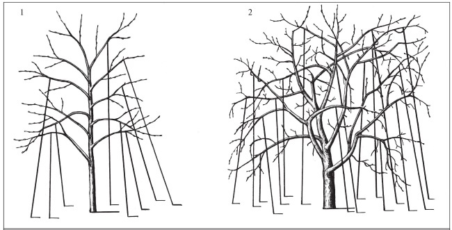 Иллюстрация к книге — Формирование и обрезка садовых деревьев [i_263.jpg]