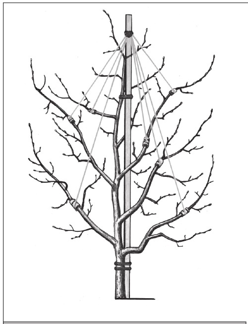 Иллюстрация к книге — Формирование и обрезка садовых деревьев [i_264.jpg]