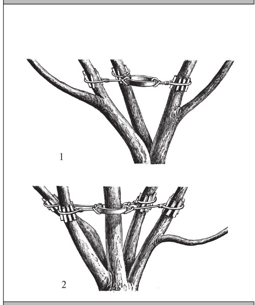 Иллюстрация к книге — Формирование и обрезка садовых деревьев [i_265.jpg]